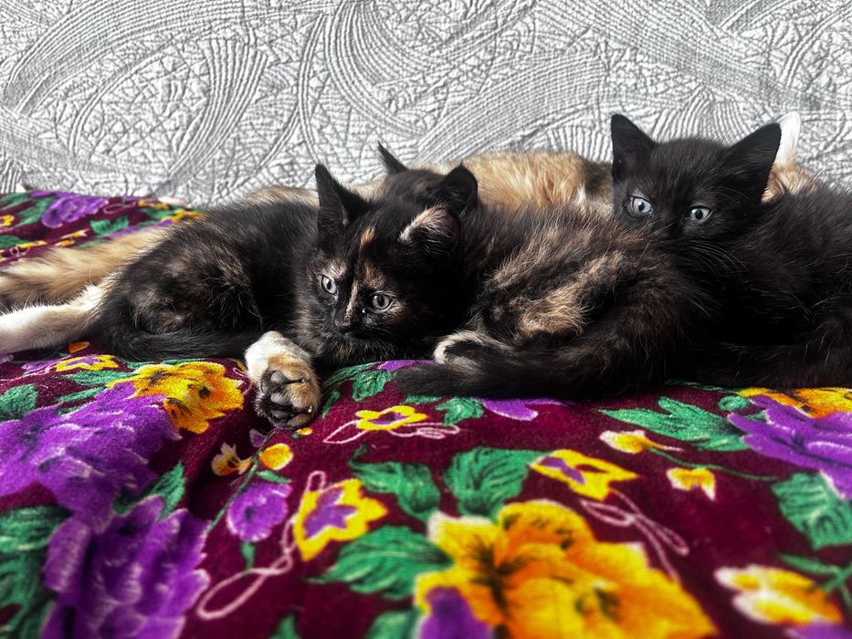 Котята в добрые руки