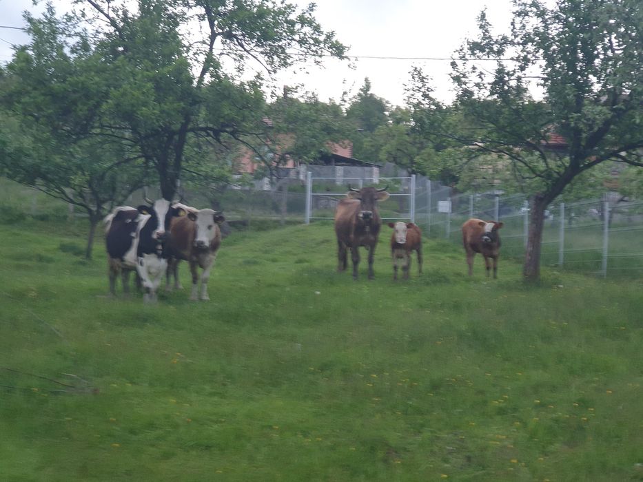 Vand vaca holstain 6 ani 4 fatari Campulung Arges pret 12.000 lei negociabil