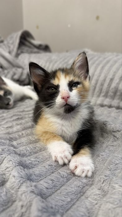 Котенок 2 месяца. Алматы