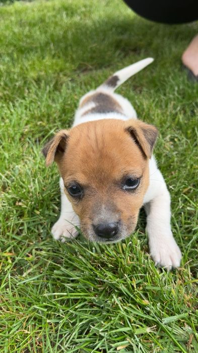 Джакчета- момче  и  момиче!