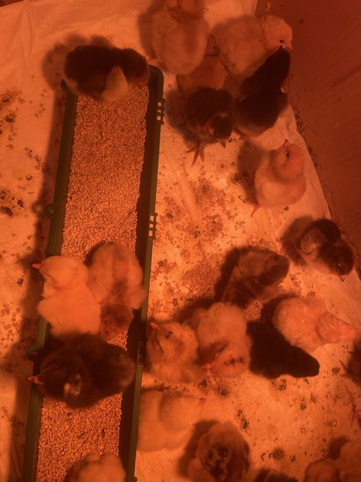 Vand pui de gaina varsta 10 zile