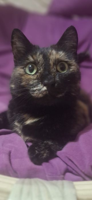 Отдам стерилизованную кошечку