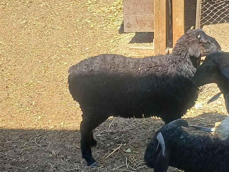 Qõchqor barralar sotiladi