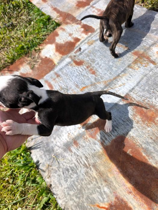 Питбулчета.