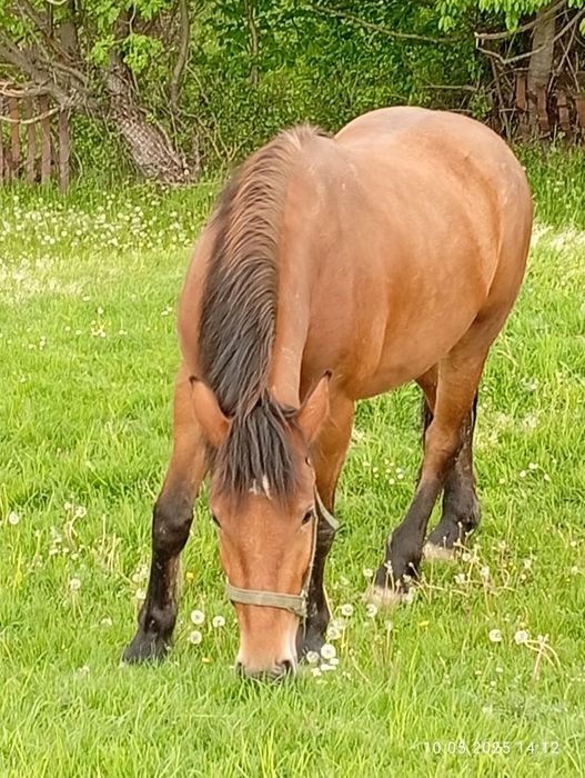 Vând mânză de 3 ani