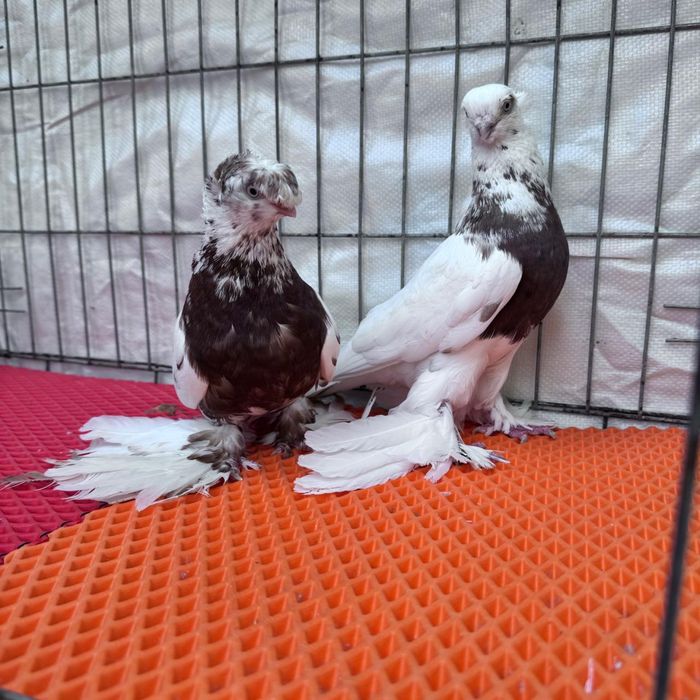 Продам голубей кептерлер сатылымда