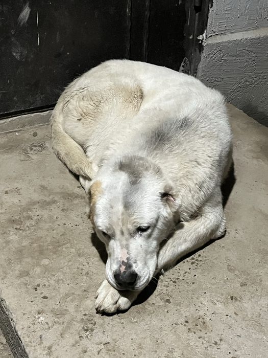 Ит Сатылады Саудасы Бар.