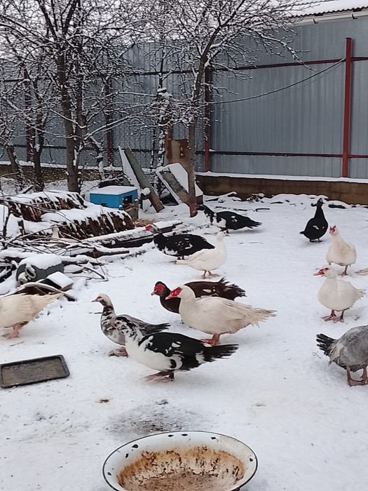 Rațe mute de vânzare