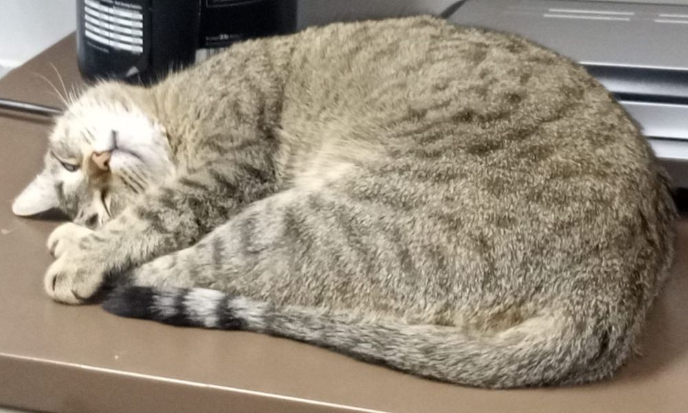 КОТЯТА ждут семью !!!