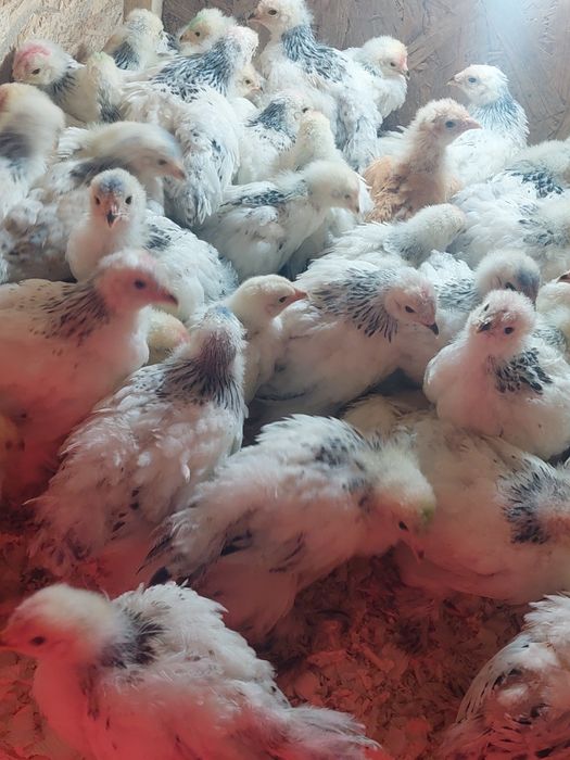 Pui brahma herminat deschis