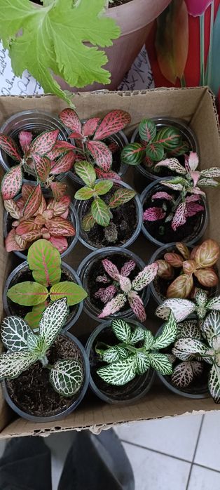 Фиттония:1000 тенге