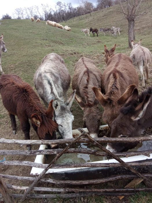 vând pui de magarita masculi și femele, magarite cu pui