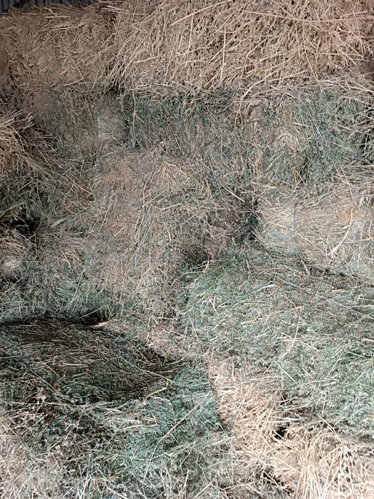 Сено клевер жоңышқа