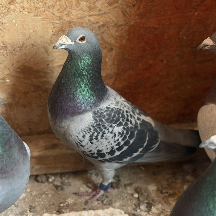 Porumbei voiajori fond-maraton