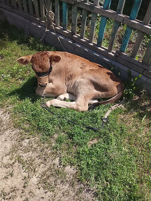 Еркек бузау 1 айлык срочно