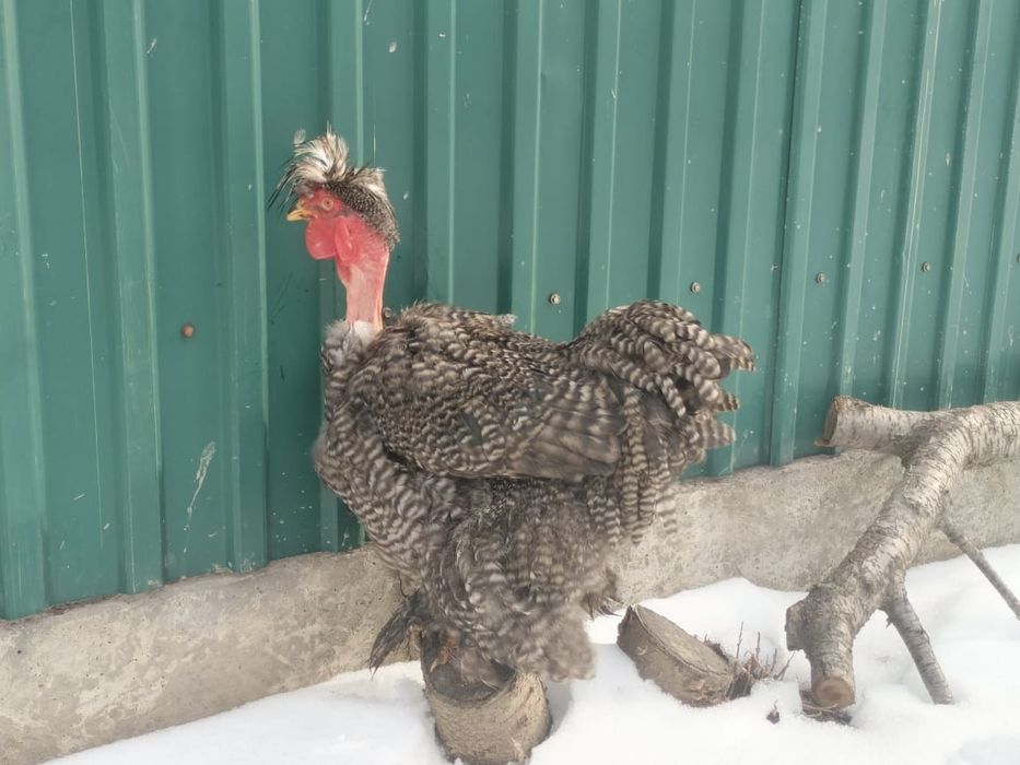 Продаётся голошейка петух