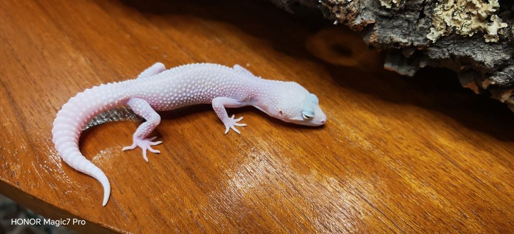 Леопардови гекони   Diablo Blanco (Eublepharis macularius)