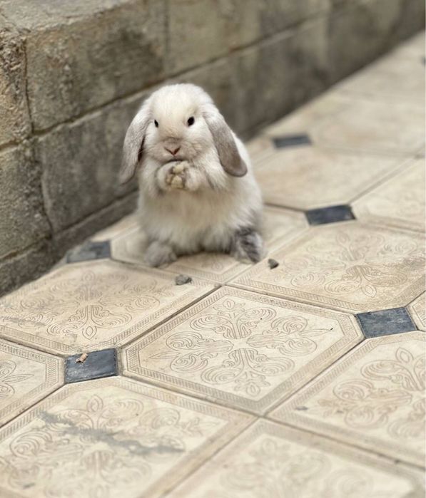 parodniy quyon 1 ayol 1 erkak ayoli xomlador tugadi