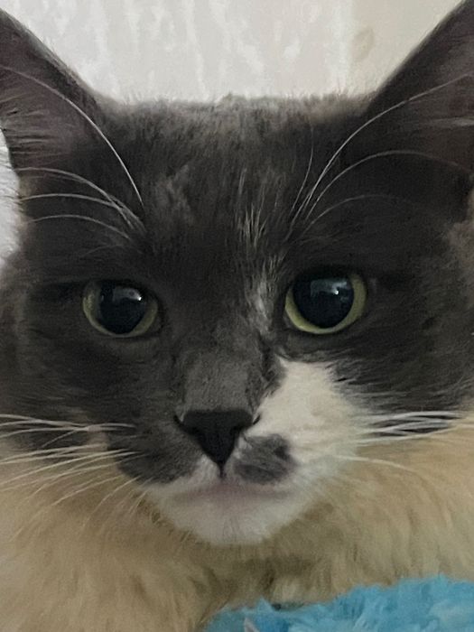 потерялся кот дымок !