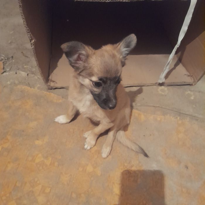 Отдам щенка в хорошие руки