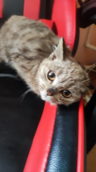 Отдам кошечку в хорошие руки