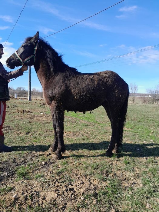 Vând cal negru de 1,5 anii