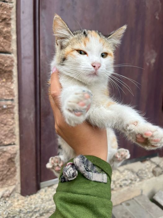 Отдам в хорошие руки.