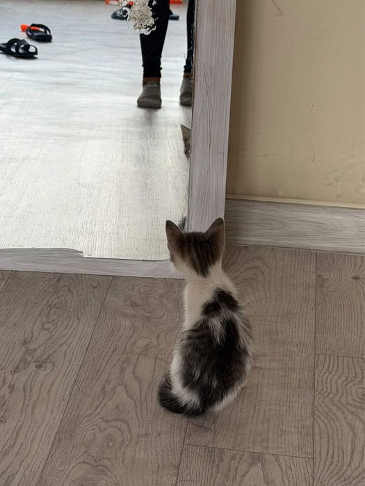 Отадам в хорошие руки котенка бесплатно!