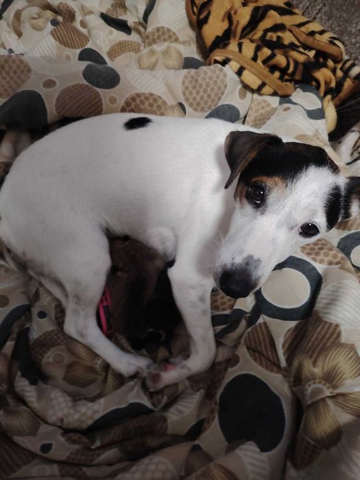 Кученца за подарък