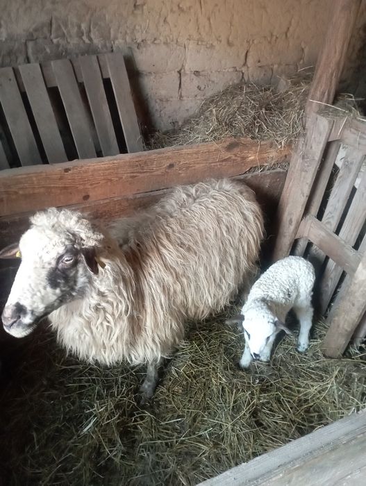 Vand berbec tânăr și o oaie cu miel