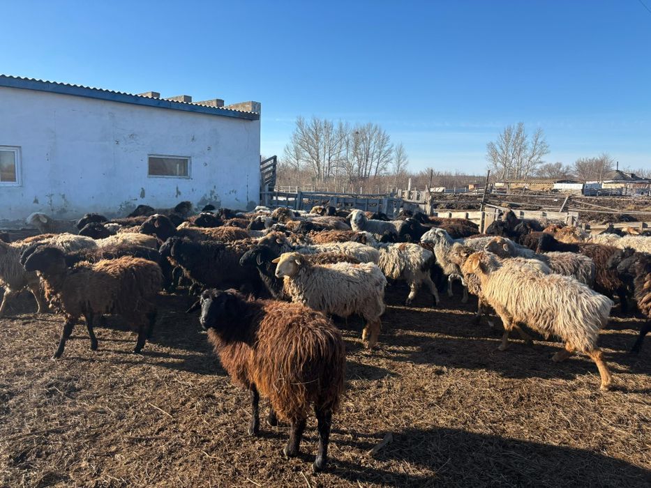 Продам  бараны .