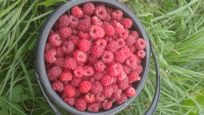 Малина Кучатлари сотамиз ва Замороженные малина экспорт киламиз