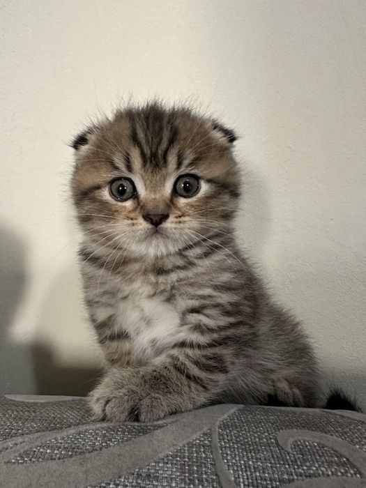 Шотландские вислоухие