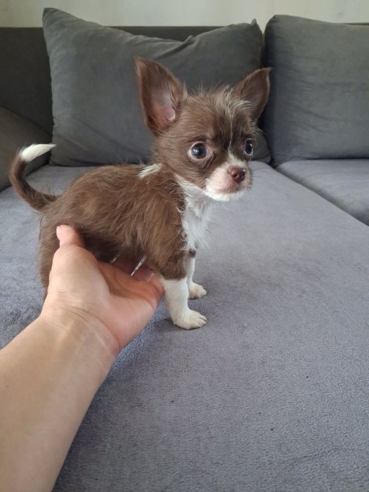 Продавам Чихуахуа