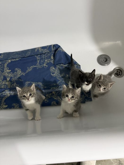 Котят бесплатно отдадим