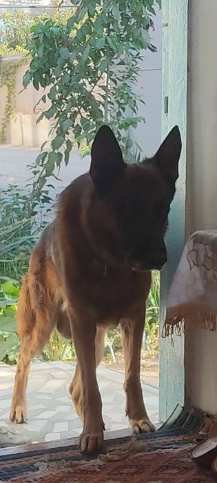 It yo'qaldi yunusobod 15kvartalda