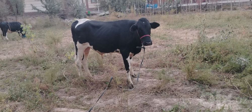 2 ta buqa sotiladi sifat narsala