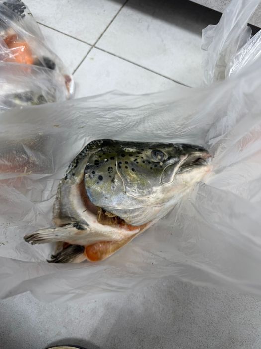 Семга голова для супа