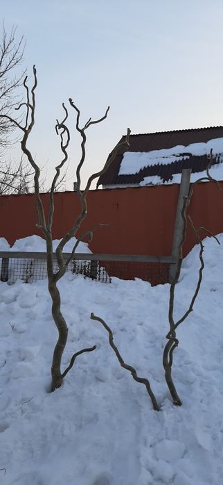 Спил для творчества или дизайна