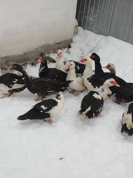 Утки селезни продам