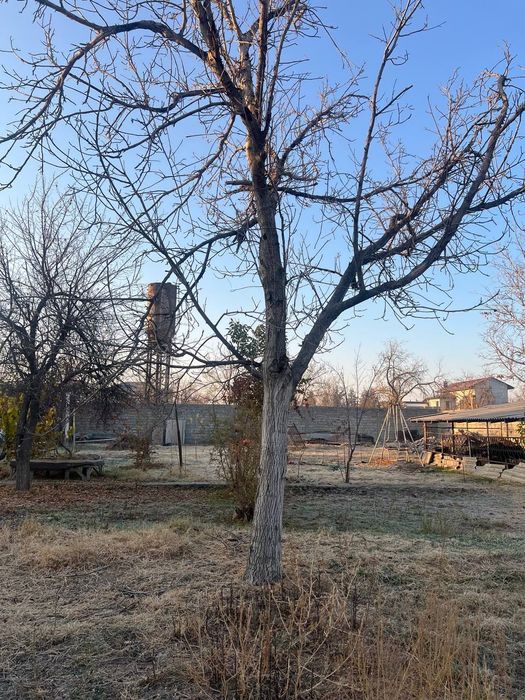 Продам деревья на дрова