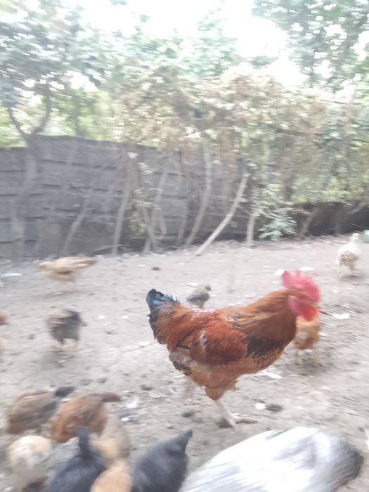 Продаются петухи