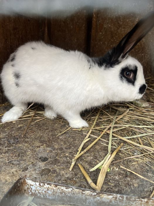 Mascul fluture german