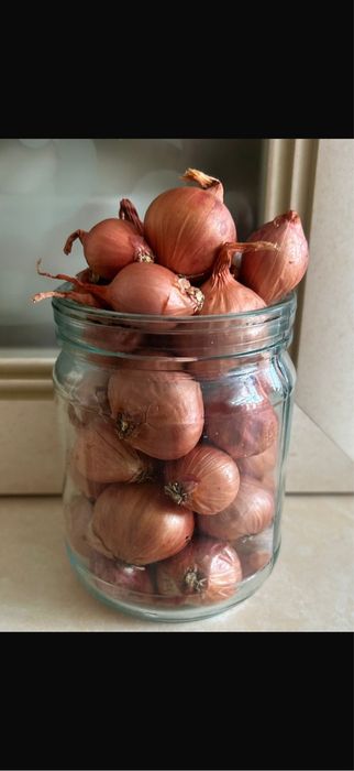 Лук семейный , шалот