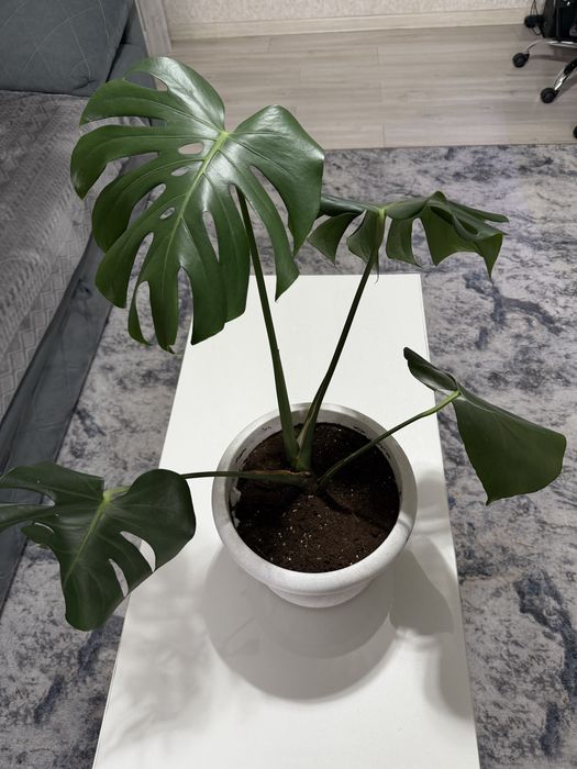 Продам взрослую монстеру