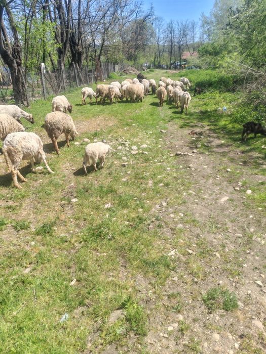 Vând 40 de oi,la prețul de 550 de lei bucata