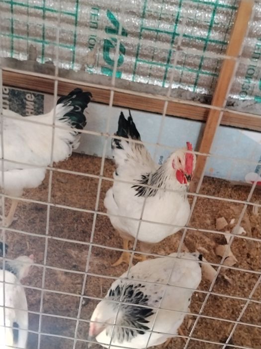 Adler horozla sotiladi
