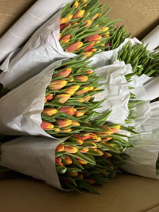 Продам тюльпаны!!!