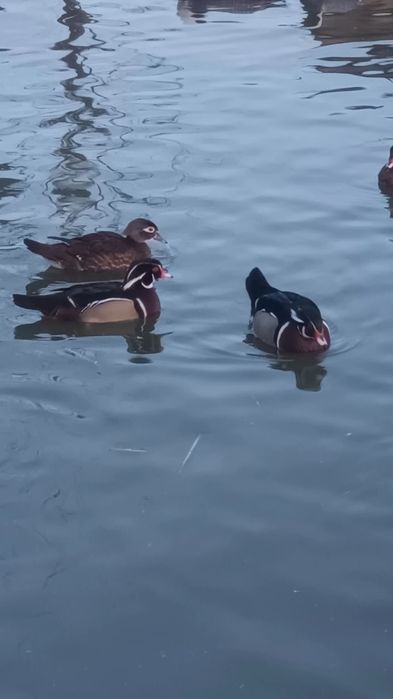 Rate mandarine, caroline, sulitare , lebede