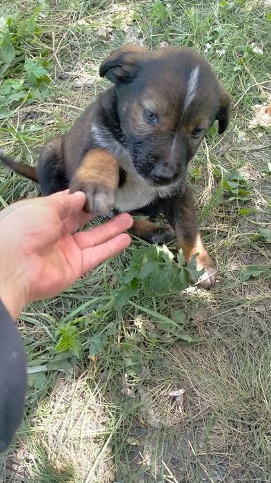 Милый пёсель мальчик